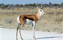 Common Springbok