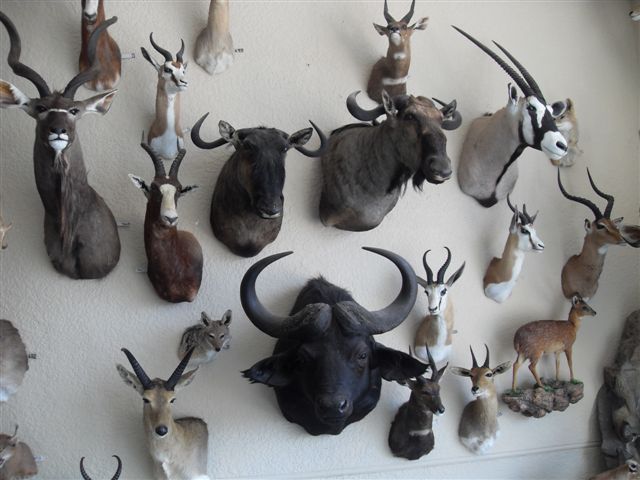 South africa taxidermists Infinito Taxidermy